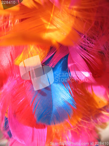 Image of Colourful feathers