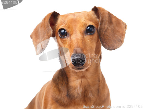 Image of Dachshund dog portrait 