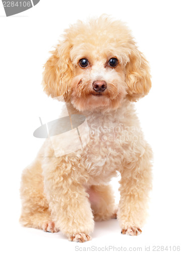 Image of Dog poodle 