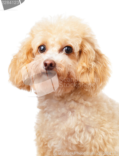 Image of Dog poodle portrait 