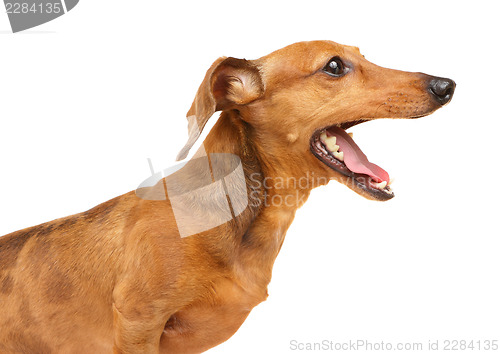 Image of Dachshund dog yelling