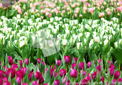 Image of Colorful tulips 