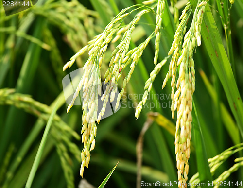 Image of Paddy rice field close up