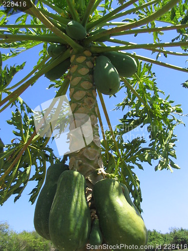 Image of Papaya tree