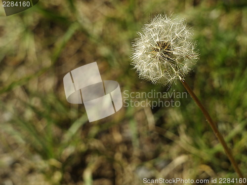 Image of dandelion