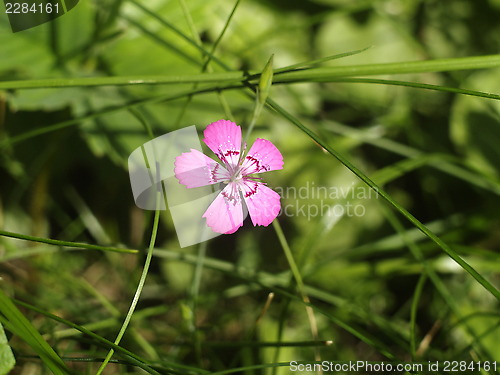 Image of pink flower