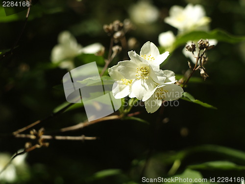 Image of white flower