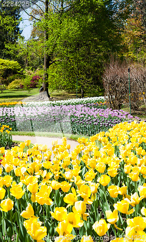 Image of Tulips garden