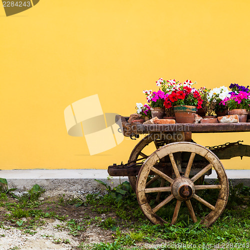 Image of Tuscany flowers
