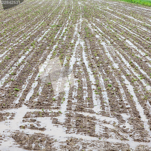 Image of Agriculture disaster