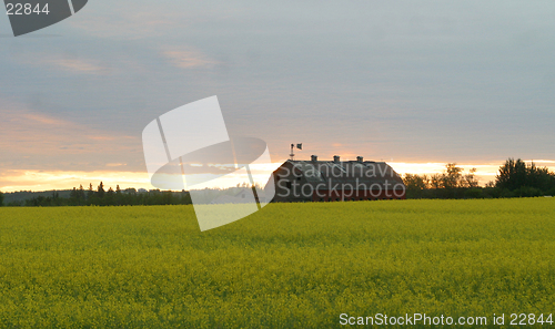 Image of barn in canola field