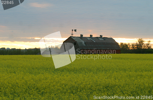 Image of barn in canola field