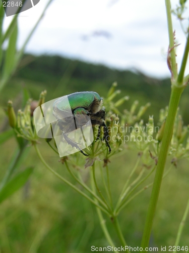 Image of May Beatle