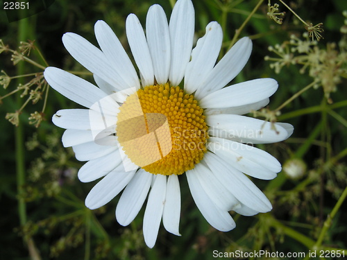 Image of Camomile