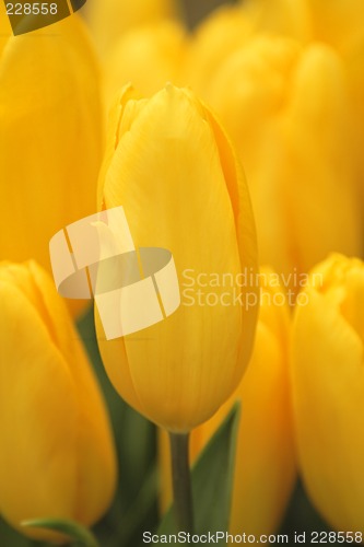 Image of Yellow tulips