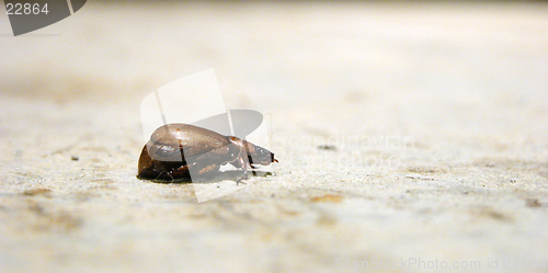 Image of small brown beetle