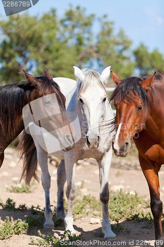 Image of group of horses outside horse ranch in summer