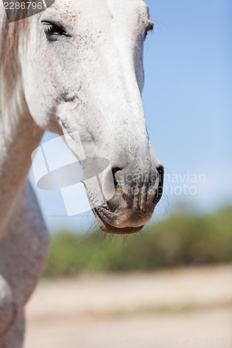 Image of beautiful pura raza espanola pre andalusian horse