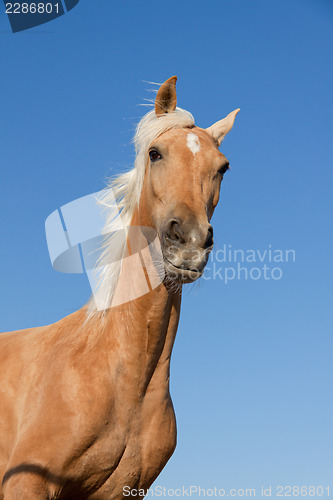 Image of beautiful blond cruzado horse outside horse ranch field