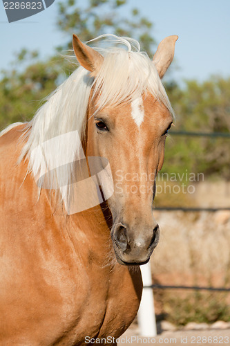 Image of beautiful blond cruzado horse outside horse ranch field