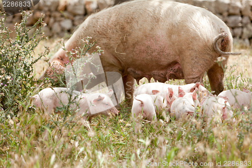 Image of cute little pig piglet outdoor in summer 