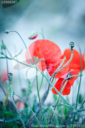 Image of beautiful red poppy poppies in green and blue closeup