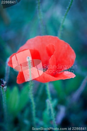 Image of beautiful red poppy poppies in green and blue closeup