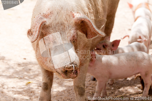 Image of cute little pig piglet outdoor in summer 
