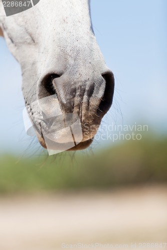 Image of beautiful pura raza espanola pre andalusian horse