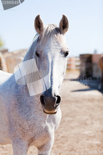 Image of beautiful pura raza espanola pre andalusian horse
