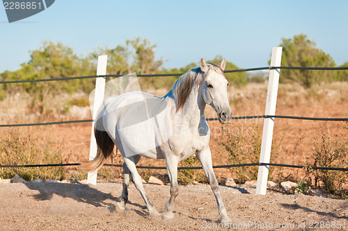 Image of beautiful pura raza espanola pre andalusian horse