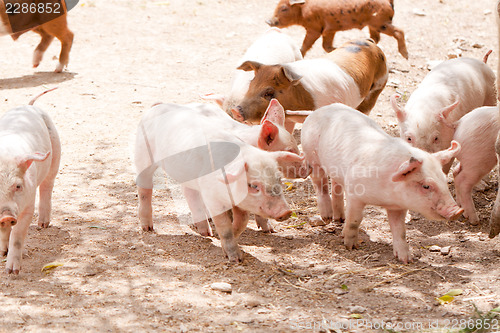 Image of cute little pig piglet outdoor in summer 