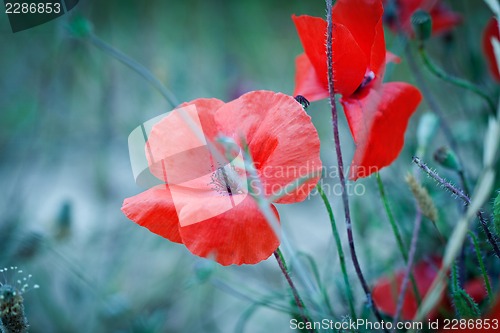 Image of beautiful red poppy poppies in green and blue closeup