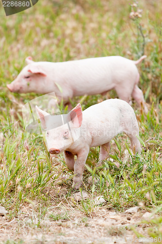 Image of cute little pig piglet outdoor in summer 