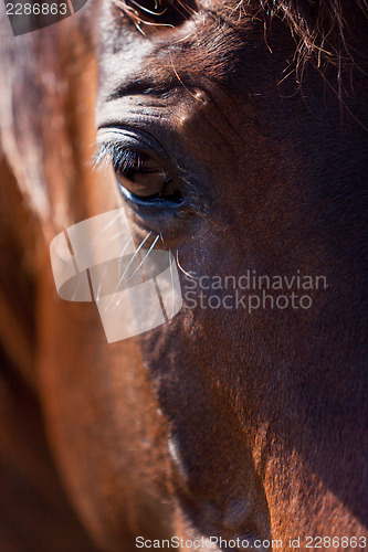 Image of trotteur francais trotter horse gelding outdoor