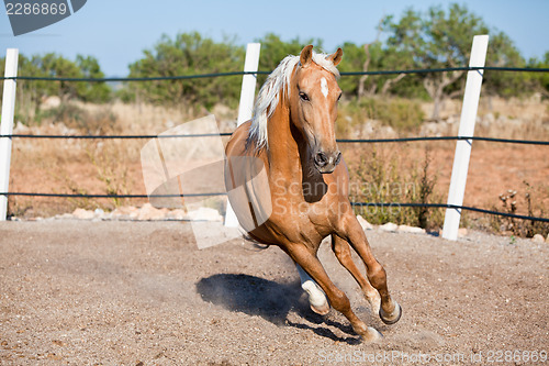 Image of beautiful blond cruzado horse outside horse ranch field