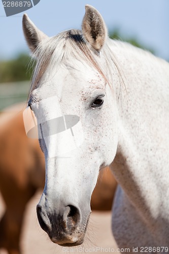 Image of beautiful pura raza espanola pre andalusian horse