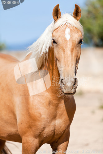 Image of beautiful blond cruzado horse outside horse ranch field