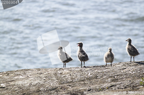 Image of seagull