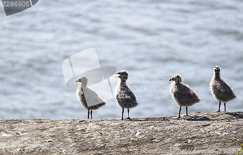 Image of seagull