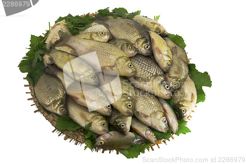 Image of River fish (carp) and the greens on a round dish.