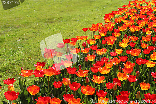 Image of Holland tulip fields