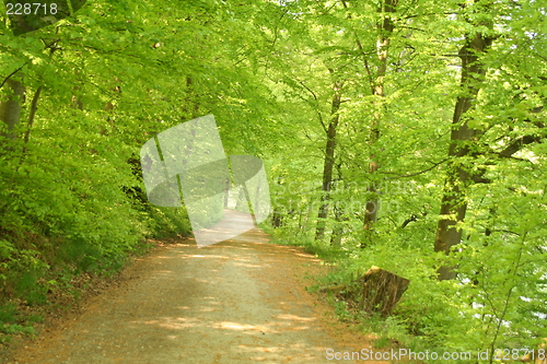 Image of Springtime Forest