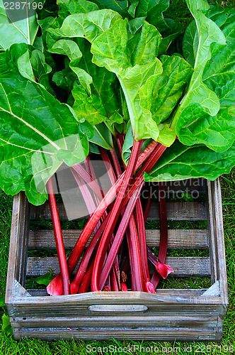 Image of Box with rhubarb
