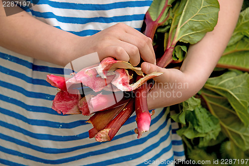 Image of Harvesting rhubarb