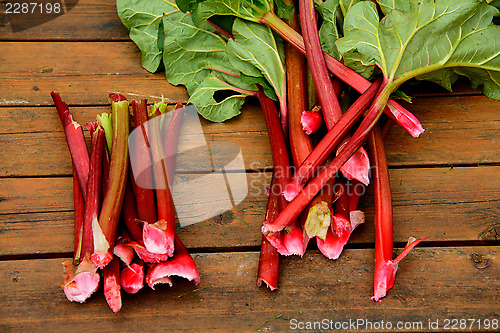 Image of Harvesting rhubarb