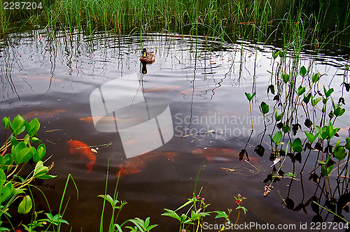 Image of Fish pond