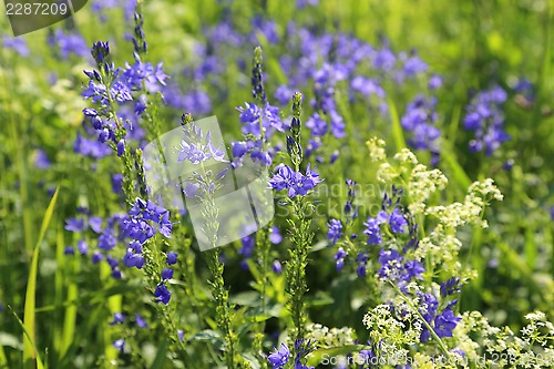 Image of Beautiful wildflowers 