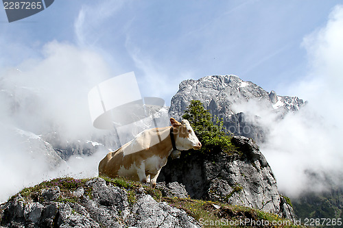 Image of Cow on foggy mountain