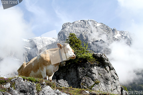 Image of Cow on foggy mountain